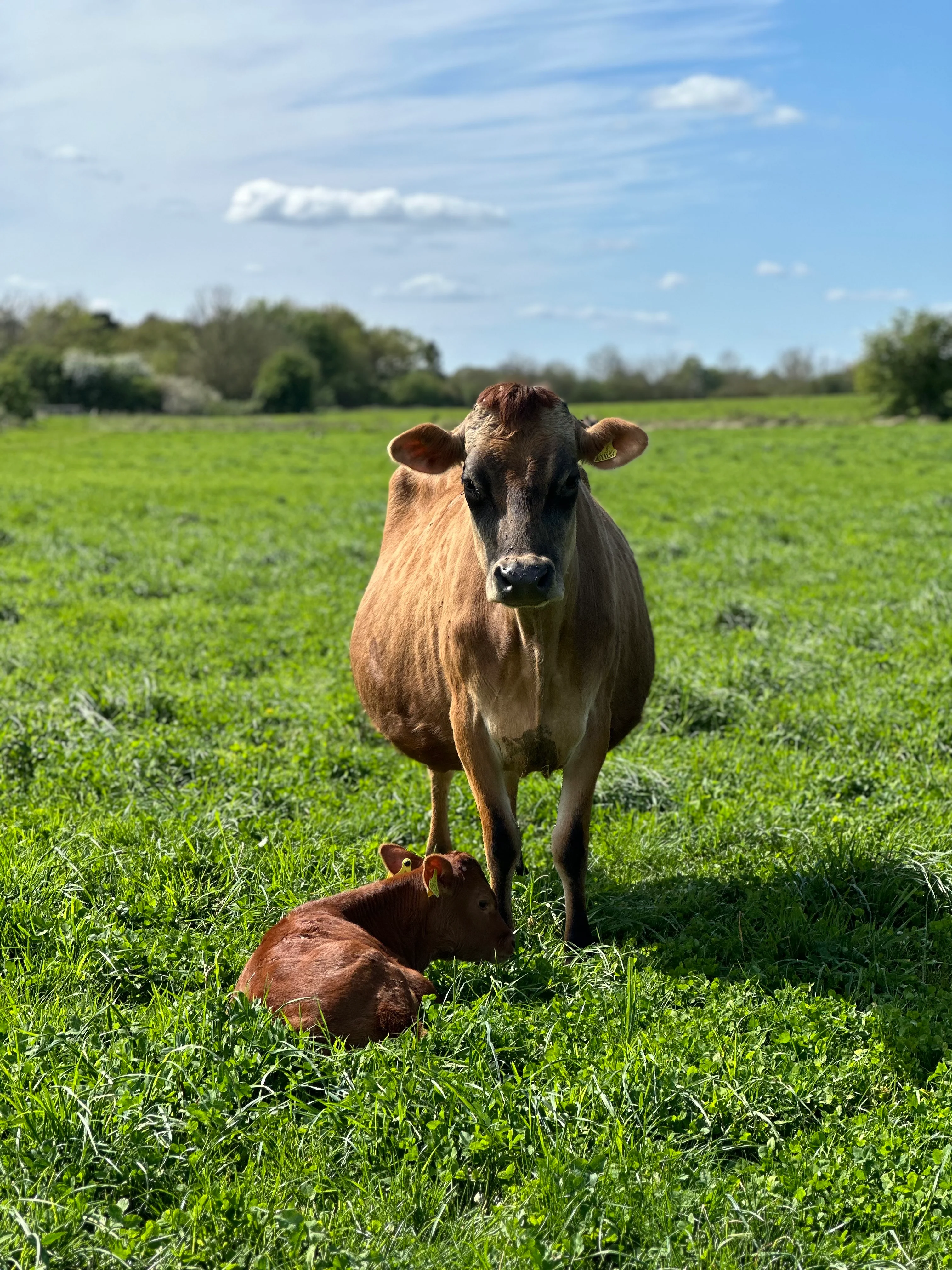 24L Raw Full Fat PASTEURISED Jersey Milk including postage and packing