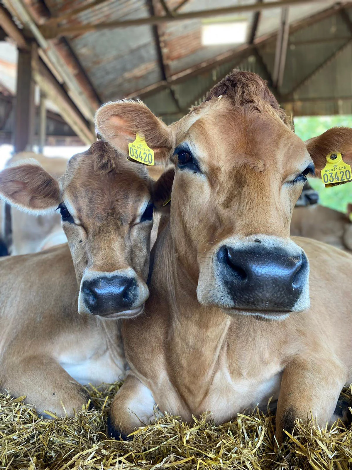 Farm Walk With The Cows! - Image 3