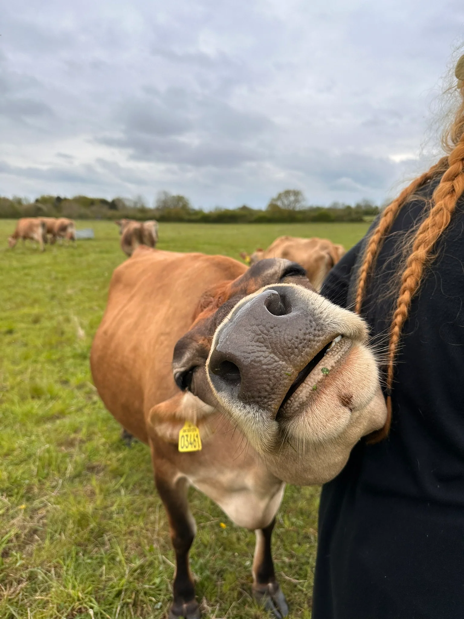 NEW! 30 Minute Cow Cuddling Experience