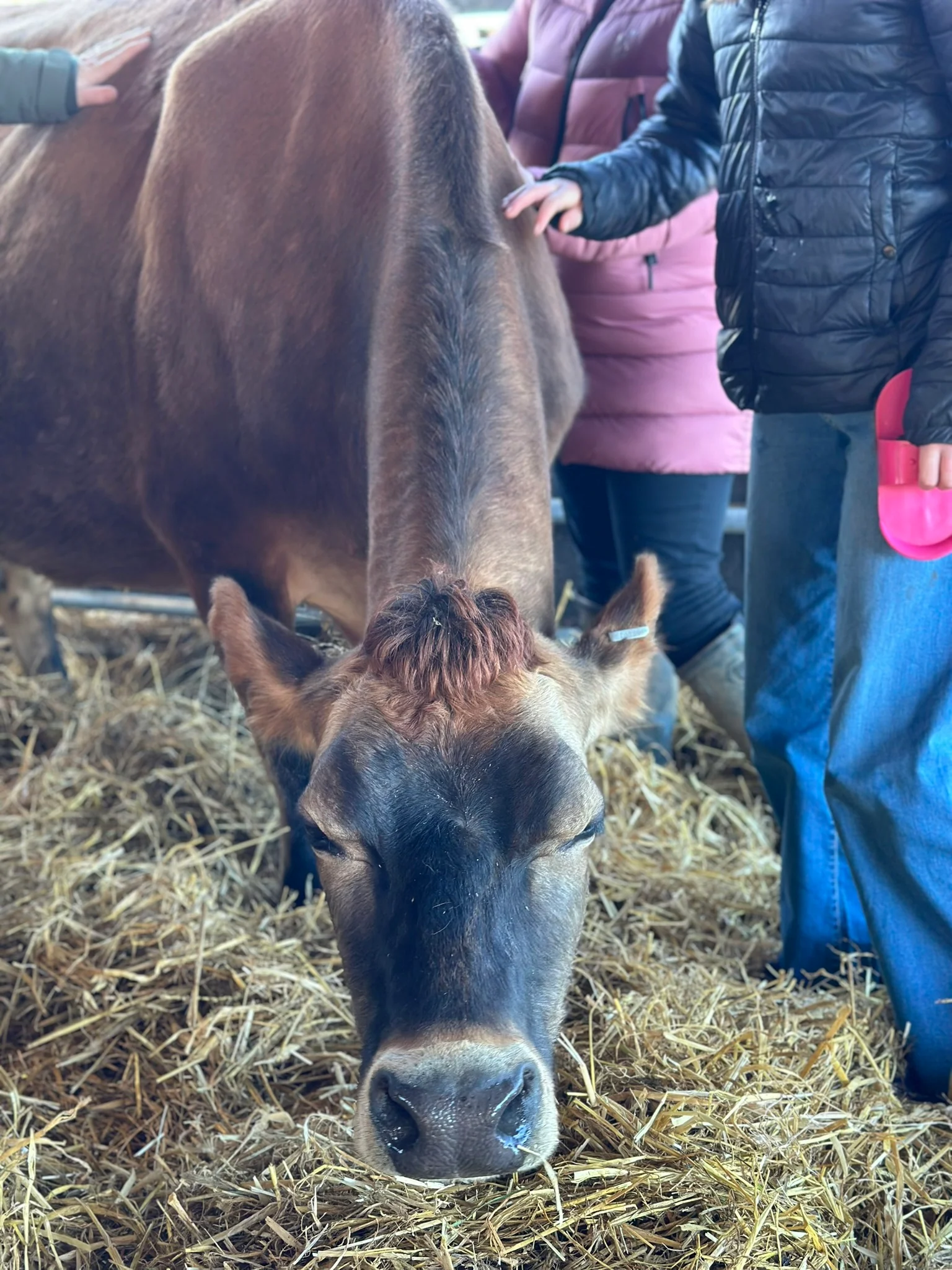 NEW! 30 Minute Cow Cuddling Experience - Image 2