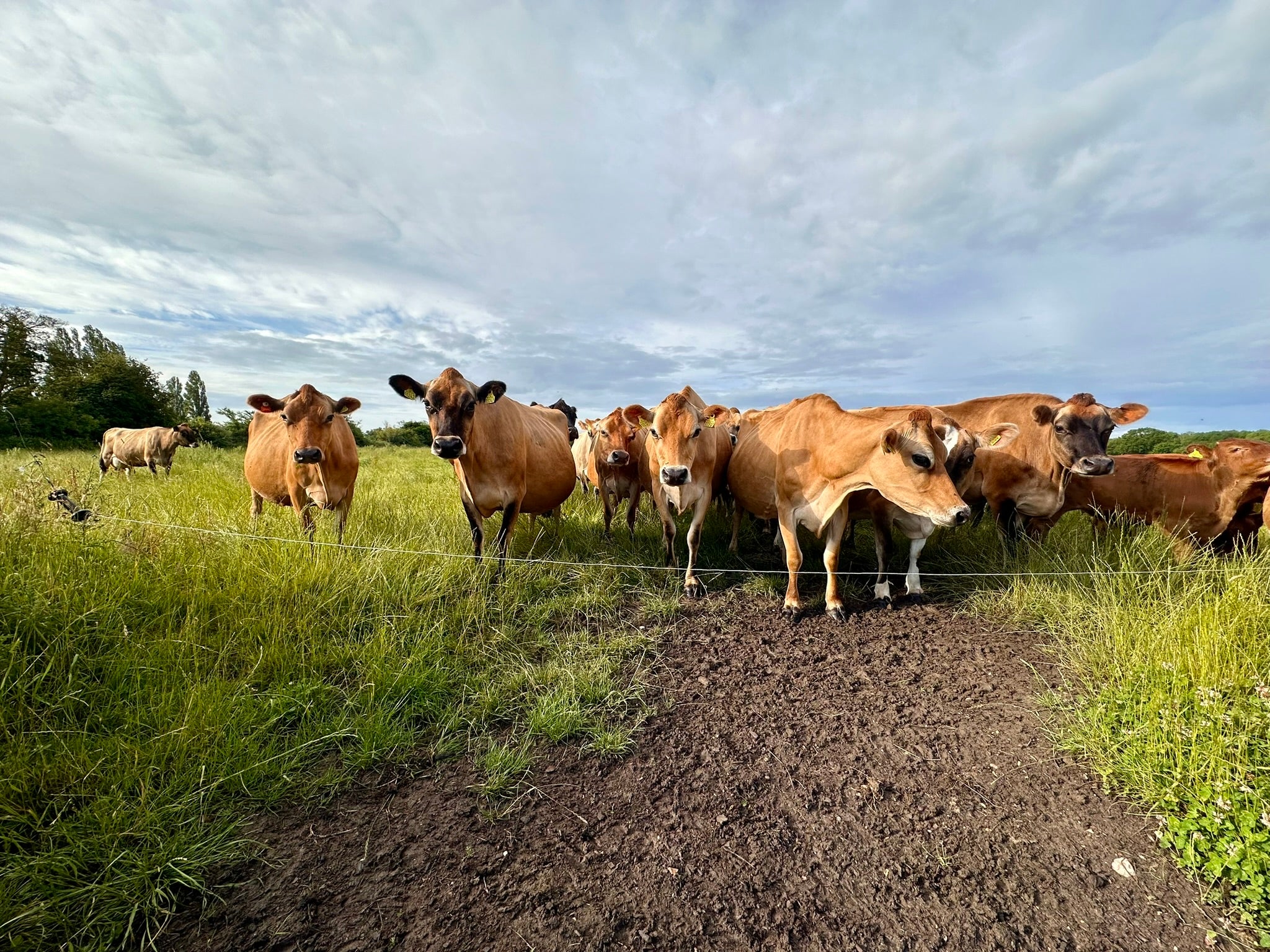 NEW! 30 Minute Cow Cuddling Experience - Image 4