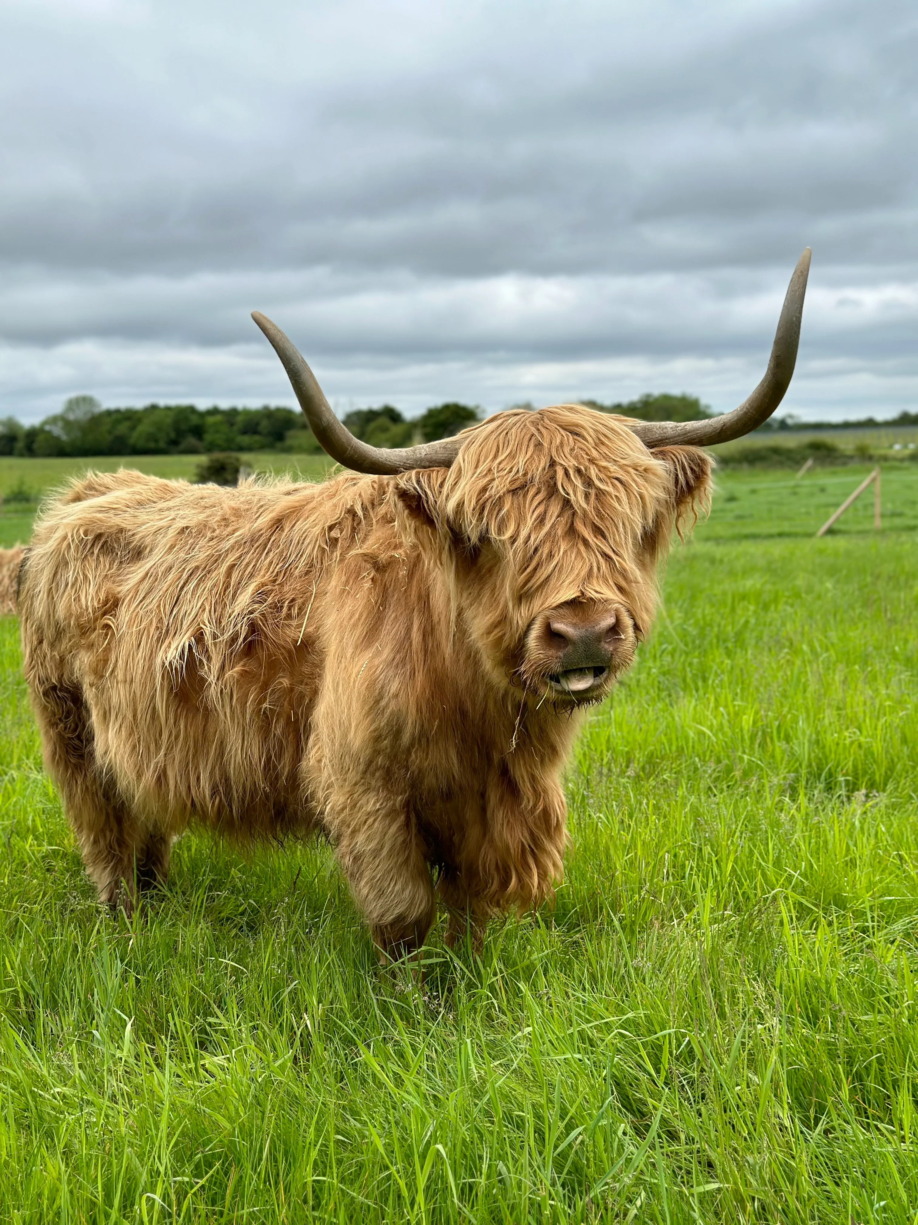 NEW! 30 Minute Cow Cuddling Experience - Image 6