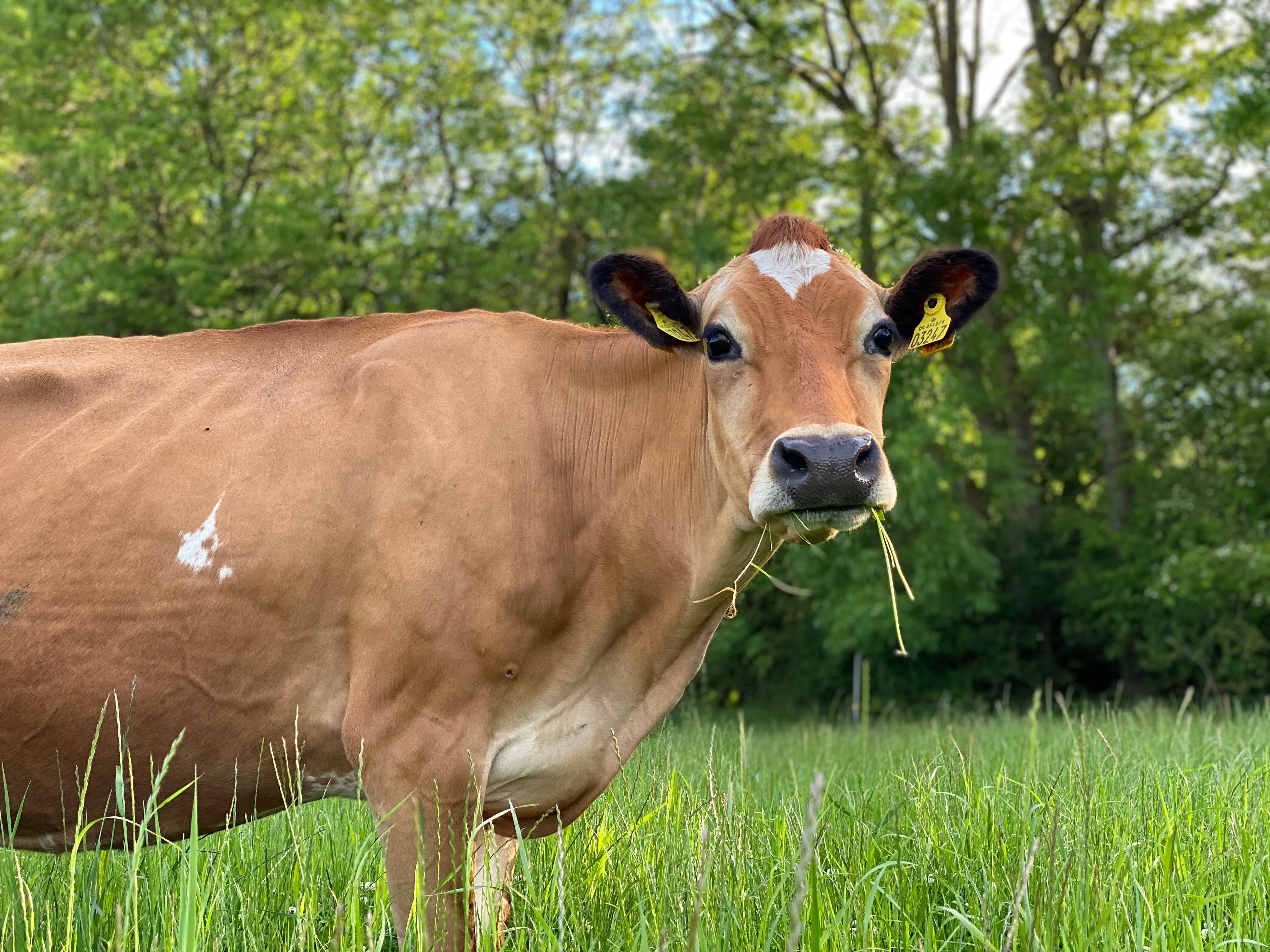 Semi Skimmed Pasteurised Jersey Milk