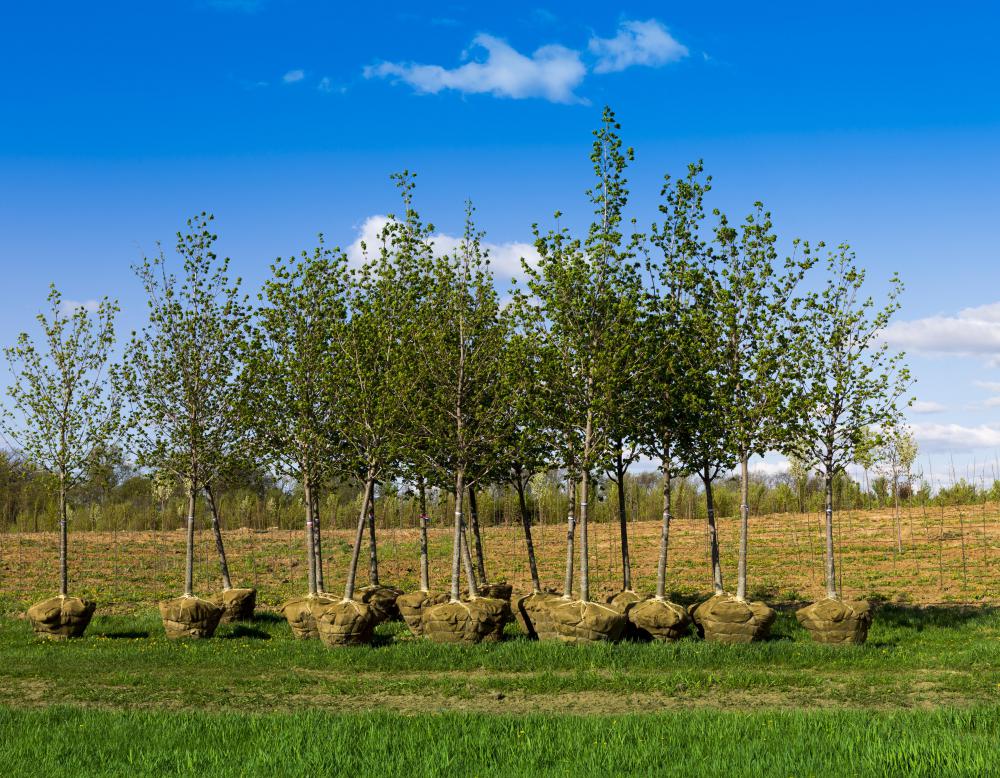 Sponsor a tree - Image 2