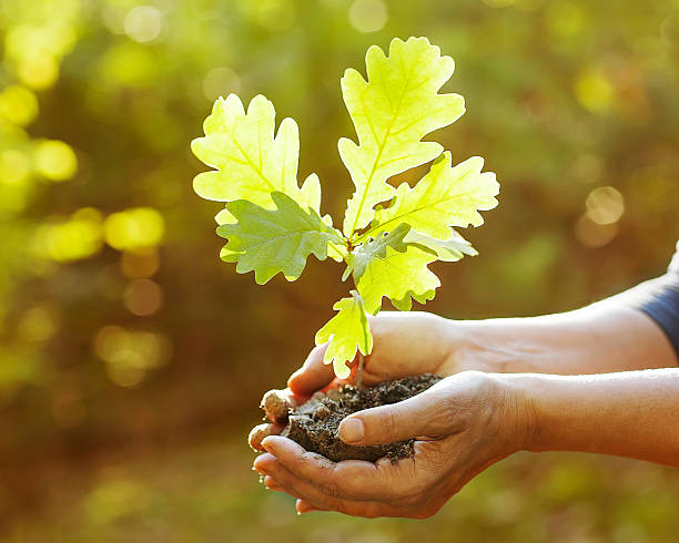 Sponsor a tree