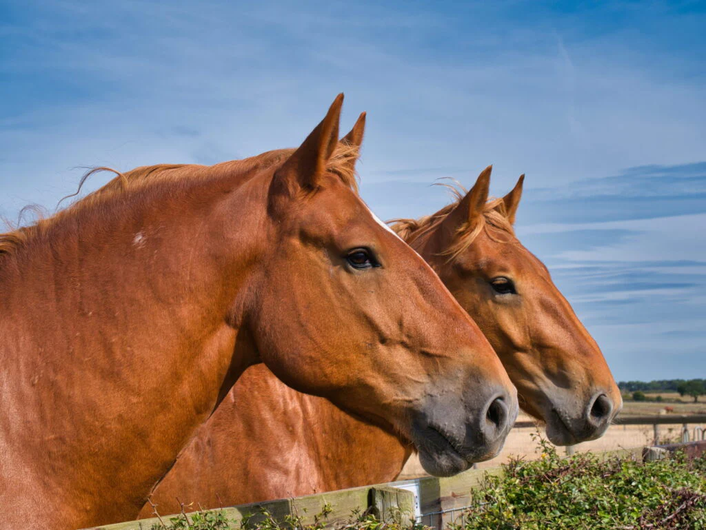 Suffolk Punch Sponsorship