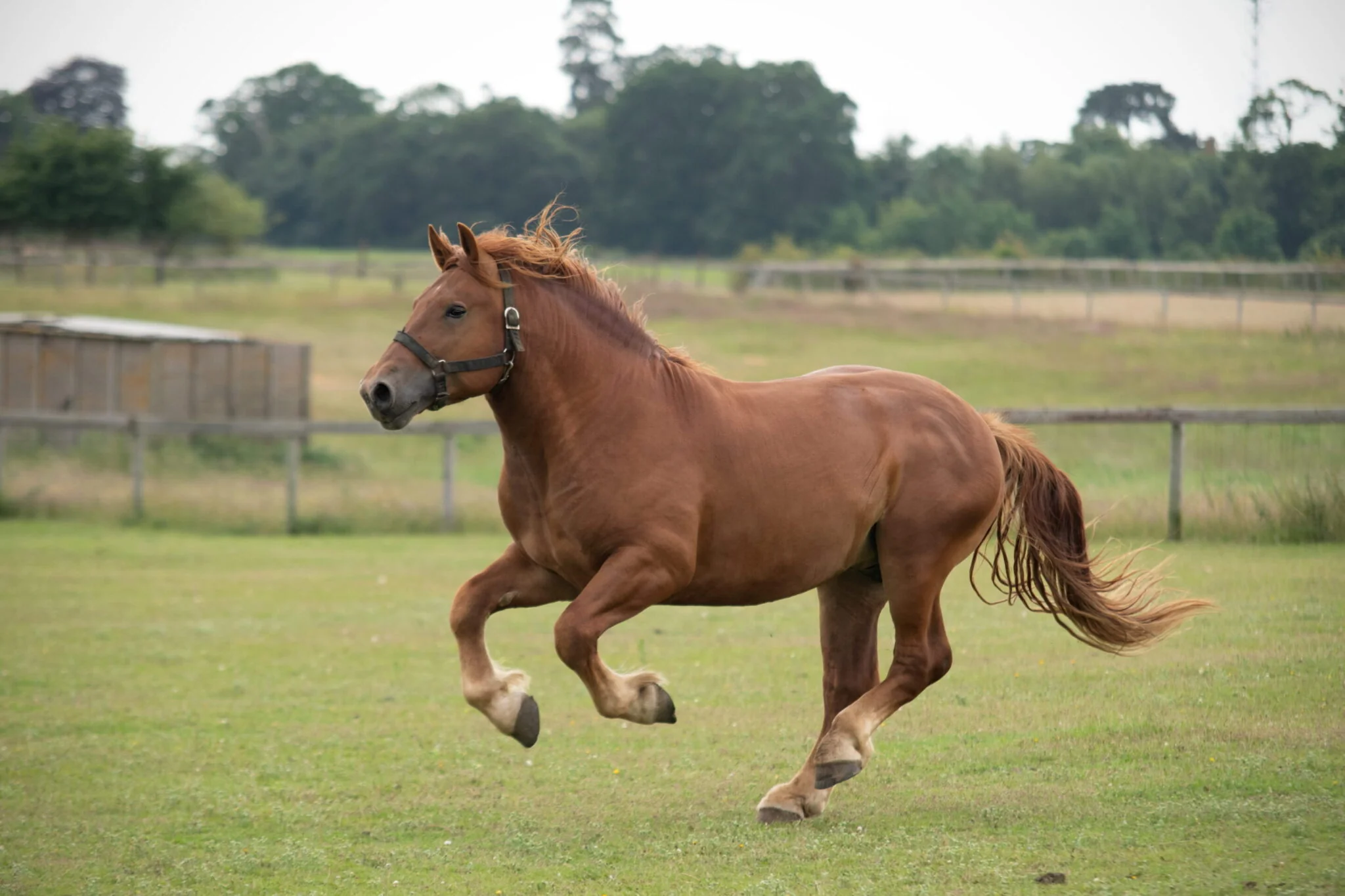 Suffolk Punch Sponsorship - Image 2