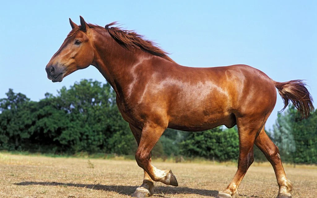 Suffolk Punch Sponsorship - Image 3